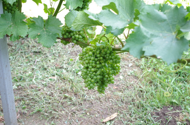 Sauvignon Kretos