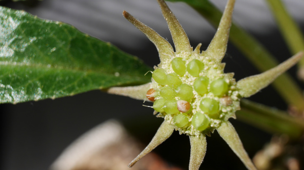 Dorstenia foetida