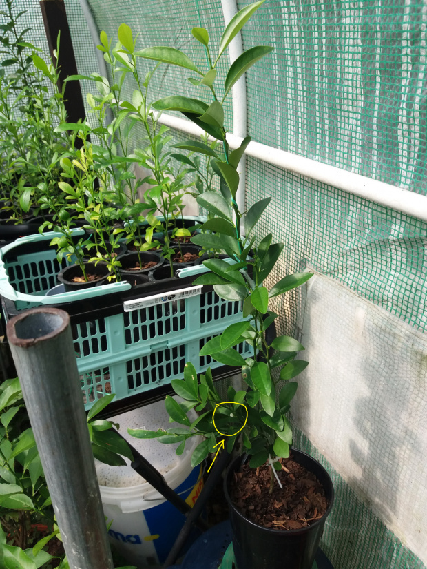 Nagami x Procimequat hybrid seedling