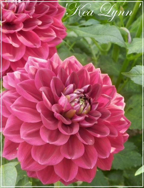 dahlia 'kea lynn'