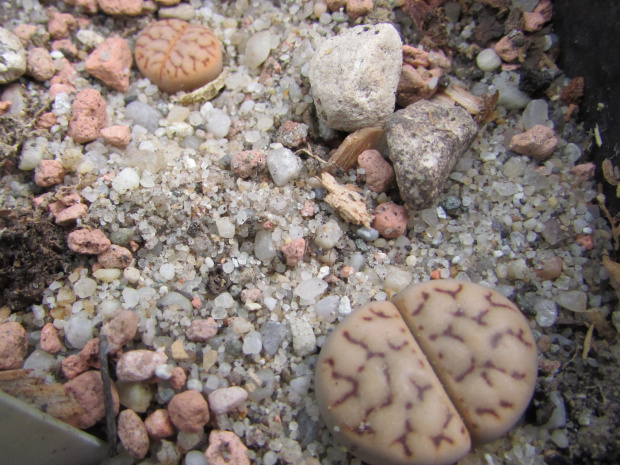 Lithops bromfieldii v. mennellii