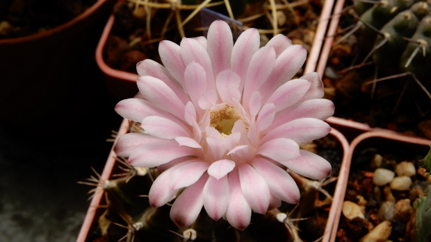 Gymnocalycium mihanovichii