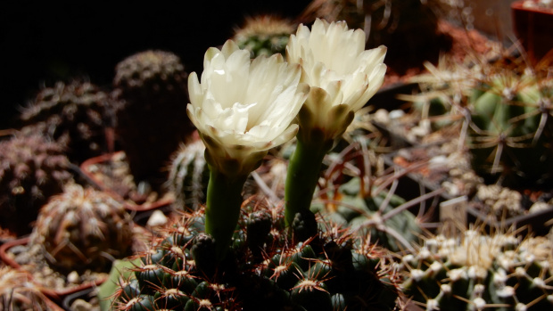 Gymnocalycium mesopotamicum