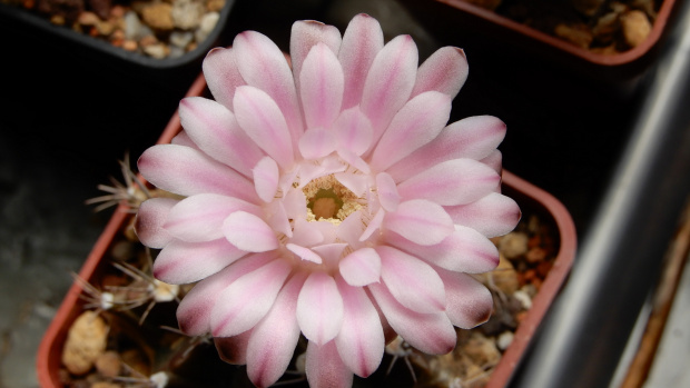 Gymnocalycium mihanovichii