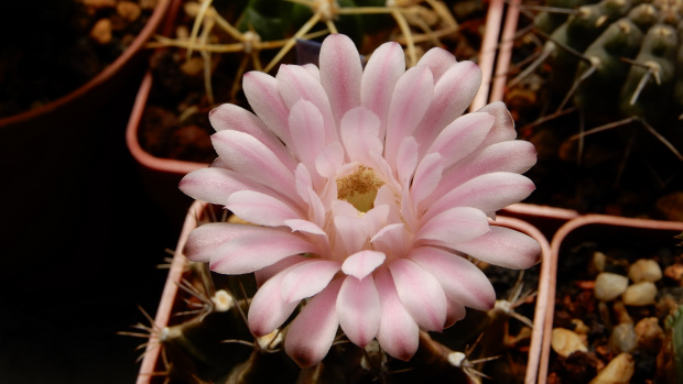 Gymnocalycium mihanovichii