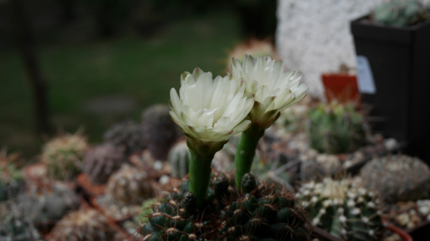 Gymnocalycium mesopotamicum