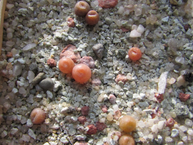 Lithops dorotheae 'Zorro'