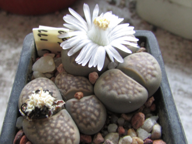 Lithops hallii v. hallii