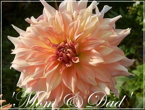 dahlia mom&dad