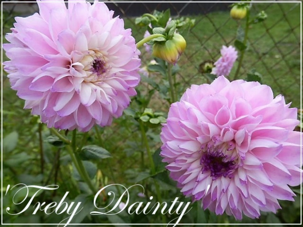 dahlia 'treby dainty'