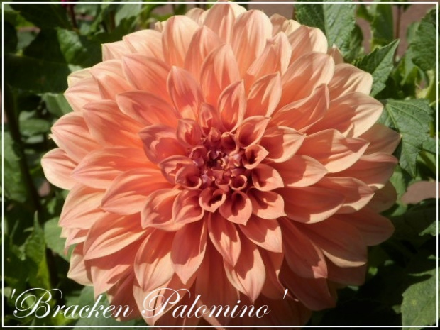 dahlia bracken palomino