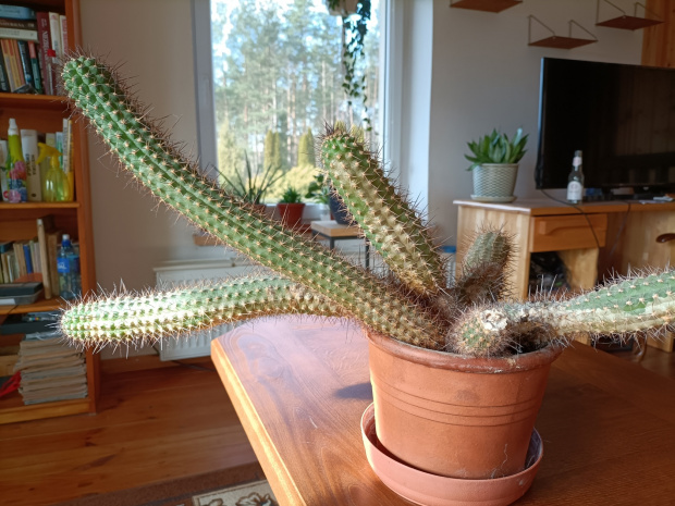 kaktus 2