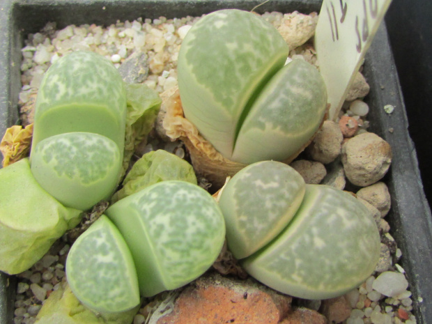 Lithops helmutii