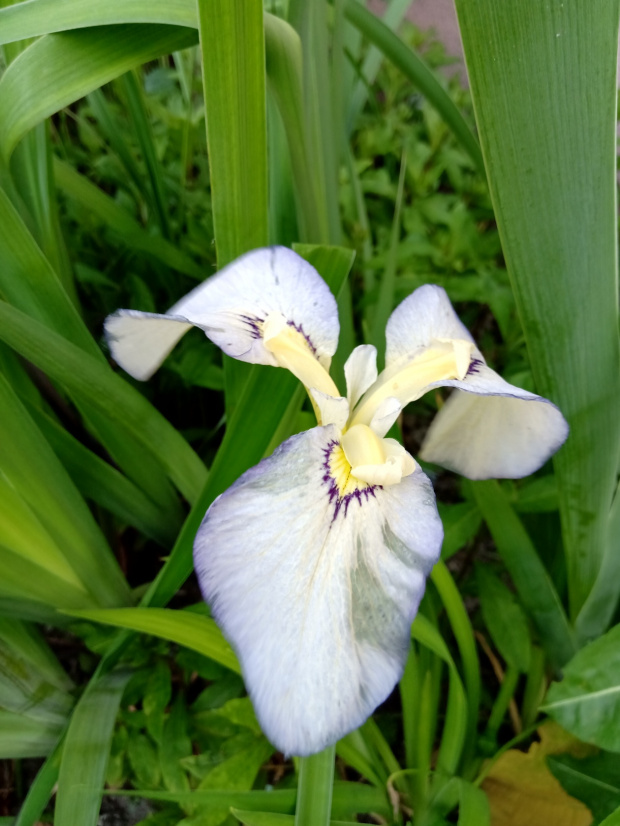 iris