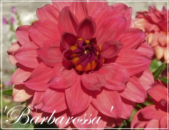 dahlia barbarossa