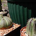 Euphorbia Obesa