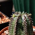 Euphorbia Obesa