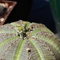 Euphorbia Obesa