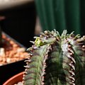 Euphorbia Obesa