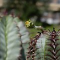 Euphorbia Obesa