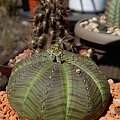 Euphorbia Obesa