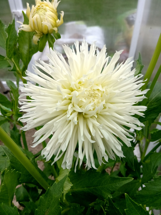 dalia