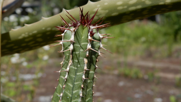 Euphorbia echinus (Euphorbia officinarum subs. echinus)