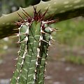 Euphorbia echinus (Euphorbia officinarum subs. echinus)