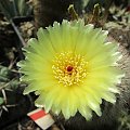 Notocactus scopa (Parodia scopa)