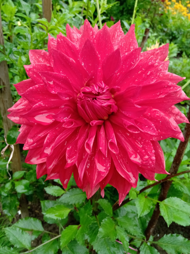 dalia