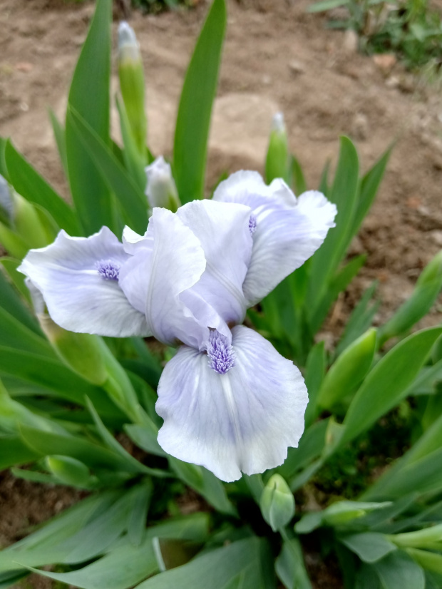 iris