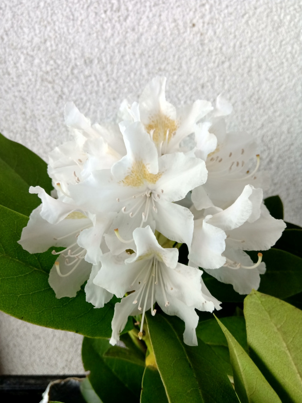 rhododendron