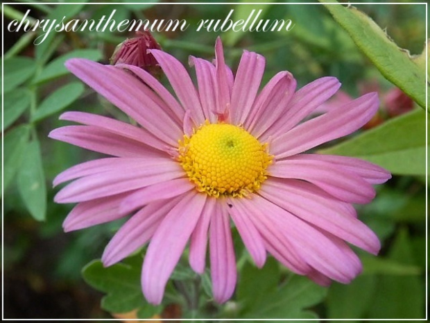 chrysanthemum rubellum