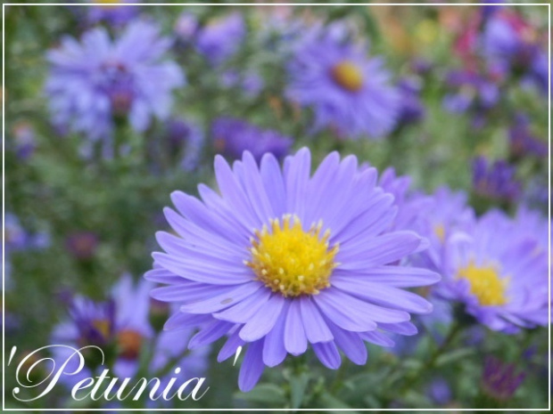 aster 'petunia'