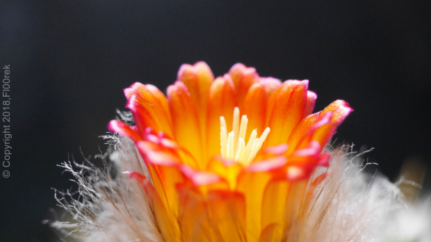 Parodia chrysacanthion cv. "Rubra Orange Flame"