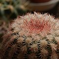 Echinocereus pectinatus albispinus