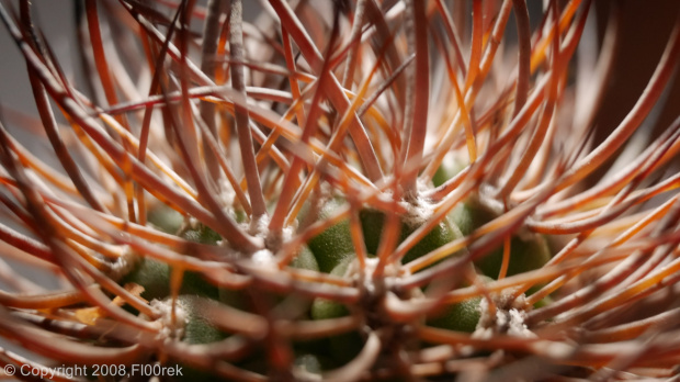 Pyrrhocactus bulbocalix