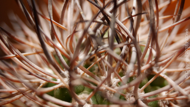 Pyrrhocactus bulbocalix