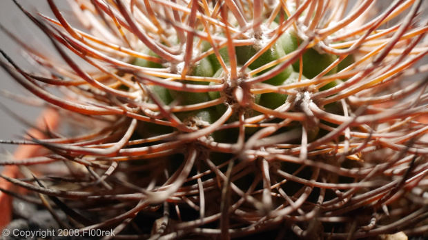 Pyrrhocactus bulbocalix