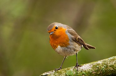 Rudzik.- #zieby #gile #ogrody #rudzik #fotografia #natura #przyroda