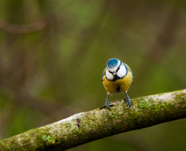 Modraszka.- #ptaki #natura #przyroda #modraszka #ogrody #zima