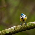 Modraszka.- #ptaki #natura #przyroda #modraszka #ogrody #zima